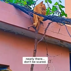 H1905006 Brave mother cat rescues her vulnerable kitten from danger (Part 2)