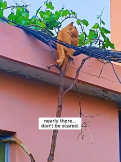 H1905006 Brave mother cat rescues her vulnerable kitten from danger (Part 2)