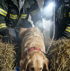 Y1805018 She came to our shelter not for herself… but to save her babies hidden under the hay (Part 2)