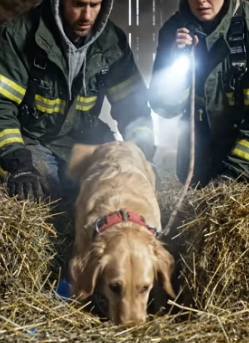 Y1805018 She came to our shelter not for herself… but to save her babies hidden under the hay (Part 2)