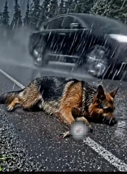 Y1805015 She Threw Her Injured Dog � Into the Storm… Then an 80-Year-Old Man Did the Unbelievable (Part 2)