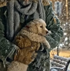 Y1805014 Kind Homeless Man Rescues Abandoned Puppy in Freezing Snow (Part 2)