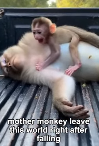 P0305003 I Rescued a Monkey Baby Who’s Mother Is No More (Part 2)