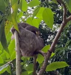T1805012 Leave a heart for the sloth (Part 2)