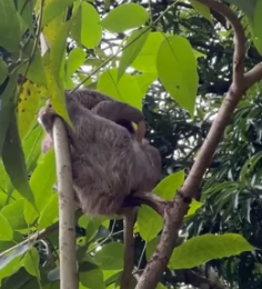 T1805012 Leave a heart for the sloth (Part 2)