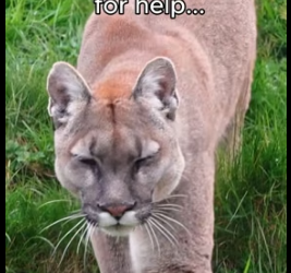 T1805011 Leave a heart for the puma (Part 2)
