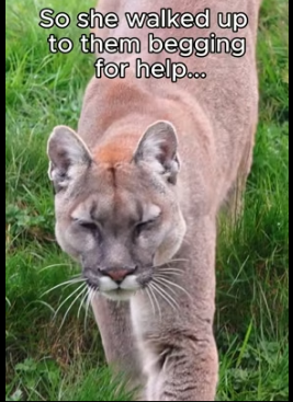 T1805011 Leave a heart for the puma (Part 2)