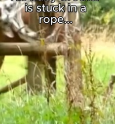 T1805013 Leave a heart for the deer (Part 2)