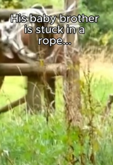 T1805013 Leave a heart for the deer (Part 2)