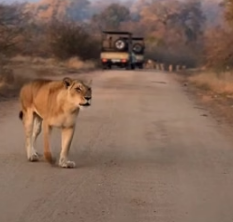T1805014 Leave a heart for the lions (Part 2)