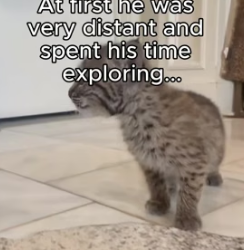 T1805015 Watch the ears from pinned back in terror to perked up in curiosity. That’s the magic (Part 2)
