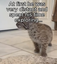 T1805015 Watch the ears from pinned back in terror to perked up in curiosity. That’s the magic (Part 2)
