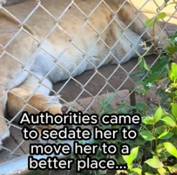 G1805013 Animals deserve freedom ❤️ (Part 2)