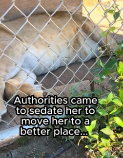 G1805013 Animals deserve freedom ❤️ (Part 2)
