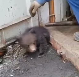 H1905012 This careless mother bear abandoned her two cubs in my yard and left, and then this happened (Part 2)