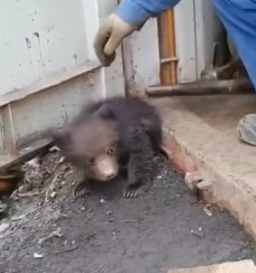 H1905012 This careless mother bear abandoned her two cubs in my yard and left, and then this happened (Part 2)