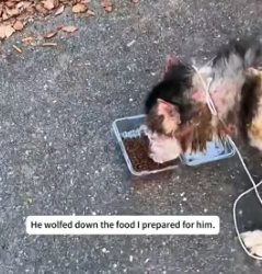 H1905010 I saw a dog with a skin condition locked next to its car by its owner, soI rescued it, and then (Part 2)