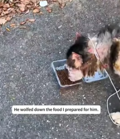 H1905010 I saw a dog with a skin condition locked next to its car by its owner, soI rescued it, and then (Part 2)