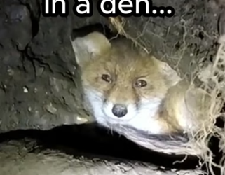 G2105014 Animals need hope ❤️ (Part 2)