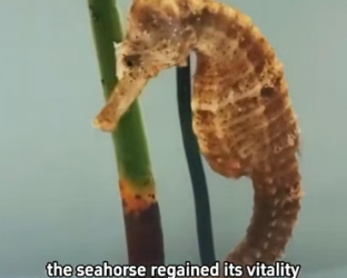 H2105018 Seahorse Shore Rescue�A tiny seahorse washed ashore by the waves was rescued and returned safely ba (Part 2)