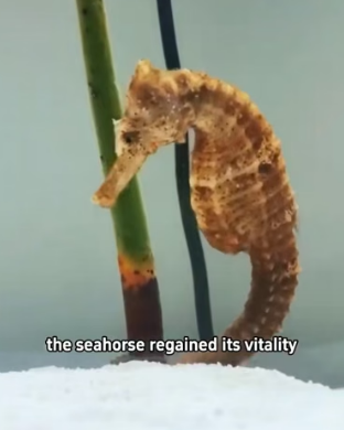 H2105018 Seahorse Shore Rescue�A tiny seahorse washed ashore by the waves was rescued and returned safely ba (Part 2)