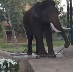 G2105015 All animals deserve freedom (Part 2)