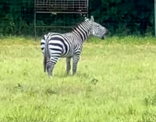 G2105012 Animals deserve kindness (Part 2)