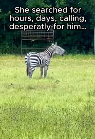 G2105012 Animals deserve kindness (Part 2)