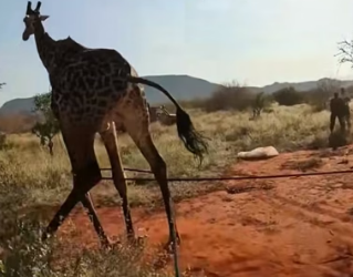 G2105007 Respect animals ❤️(Part 2)