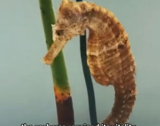 H2105018 Seahorse Shore Rescue�A tiny seahorse washed ashore by the waves was rescued and returned safely （Part 2)