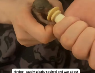 H2105002 My dog ​​caught a baby squirrel and was about to eat it, I stopped him, and then