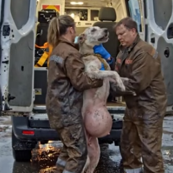 Y2105015 � Her Swollen Body Was Full of Pain Very Emotional rescue