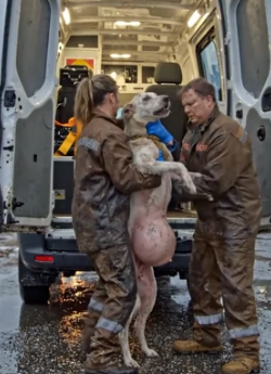 Y2105015 � Her Swollen Body Was Full of Pain Very Emotional rescue
