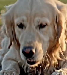 Y2105010 Injured Mother Dog Abandoned by Cruel Person  (Part 2)