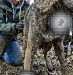 Y2105002 Injured � Dog Was Too Scared To Be Touched (Part 2)