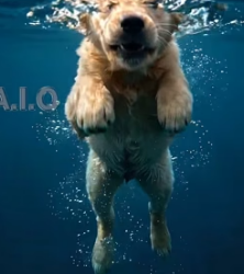 A woman teams up with a mother dog in a desperate attempt to rescue a puppy dangling over a cliff (Part 2)
