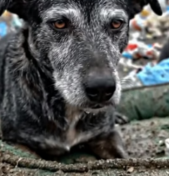 Y2105001 Owner Left� His Dog Alone in the Garbage Emotional Rescue (Part 2)