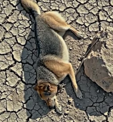 Y2105003 This Boy Left His Dog to Die in 45°C � Then THIS Happened (Part 2)