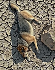 Y2105003 This Boy Left His Dog to Die in 45°C � Then THIS Happened (Part 2)