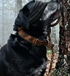 Y2105008 owner Left � this dog alone in forsert (Part 2)