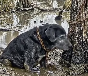 Y2105004 13 Years of Loyalty Betrayed_ Chained and Abandoned in a Muddy Swamp (Part 2)