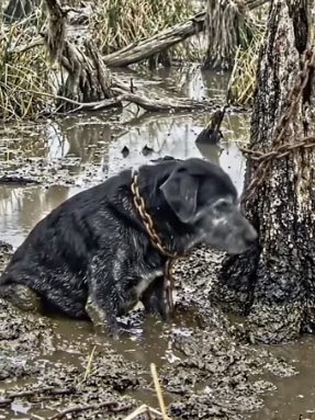 Y2105004 13 Years of Loyalty Betrayed_ Chained and Abandoned in a Muddy Swamp (Part 2)