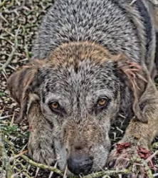 Y2105016 young men Threw an � Old Dog into the Bushes Emotional Rescue Story (Part 2)