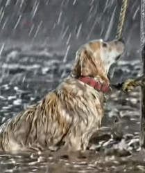 Y2105013 HE LEFT � HIS 13-YEAR-OLD DOG TO DIE IN A FLASH FLOOD (Part 2)