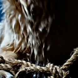 Y2105014 He Left� His Loyal Dog to Suffer Alone emotional rescue (Part 2)