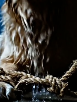 Y2105014 He Left� His Loyal Dog to Suffer Alone emotional rescue (Part 2)