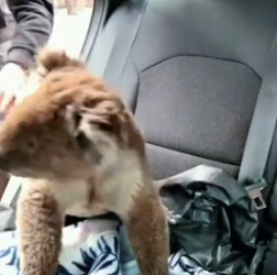 R2205003 Este bebé koala necesita nuestro amor y apoyo¡ Juntos podemos (Part 2)