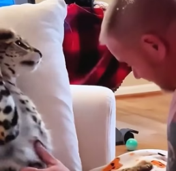 R2205001 A man rescued a serval from icy water until discovering (Part 2)