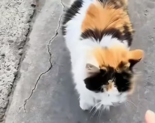 R2205006 I saw a cat rummaging through a garbage bag for food (Part 2)