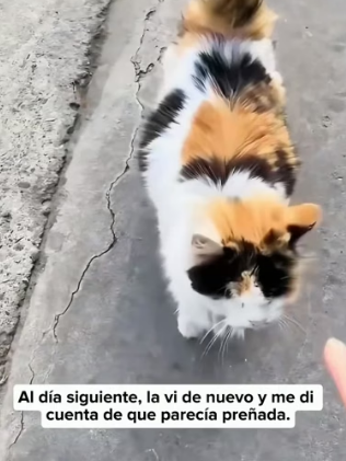 R2205006 I saw a cat rummaging through a garbage bag for food (Part 2)